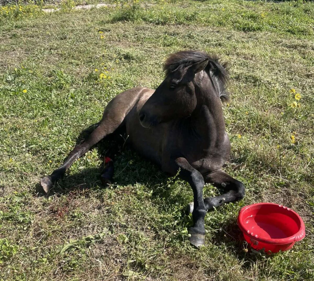 Κεφαλονιά: Ασυνείδητοι πυροβόλησαν άλογο. Υπέκυψε στα τραύματα του