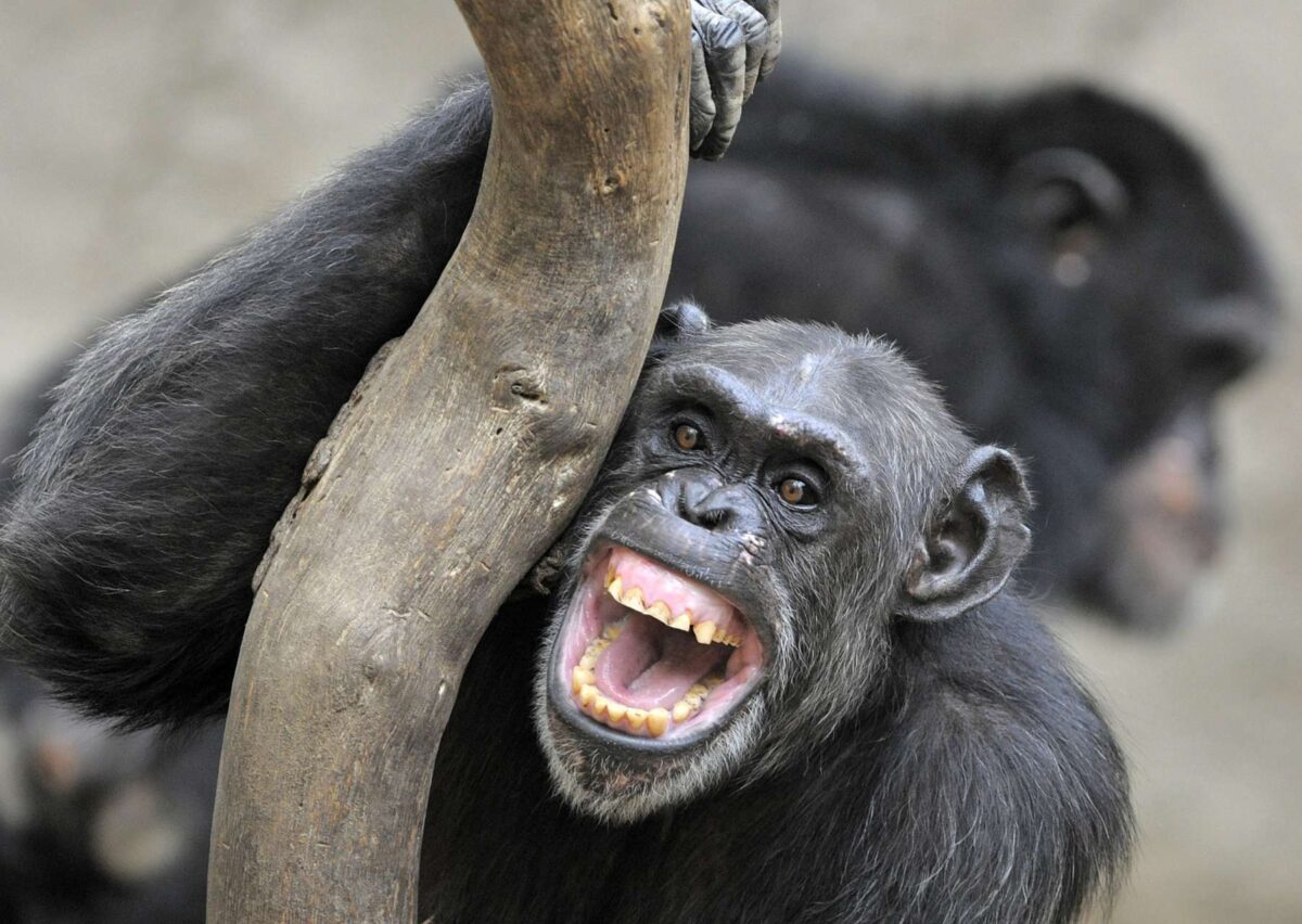 Οι χιμπατζήδες στην Ουγκάντα ​​βρίσκονται σε εμφύλιο πόλεμο και οι επιστήμονες δεν είναι σίγουροι για το πώς θα τελειώσει