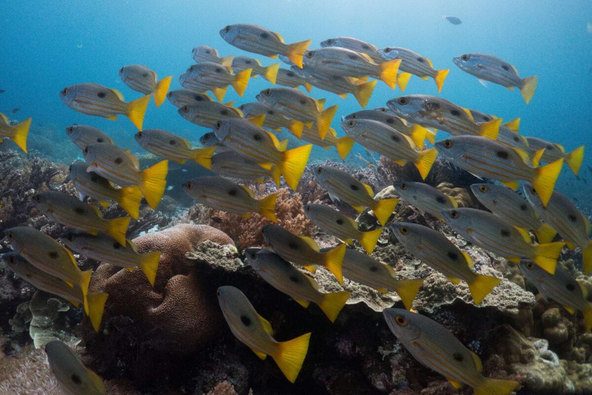 Σήμα συναγερμού από Copernicus: Κοντά σε ρεκόρ  η θερμοκρασία των ωκεανών