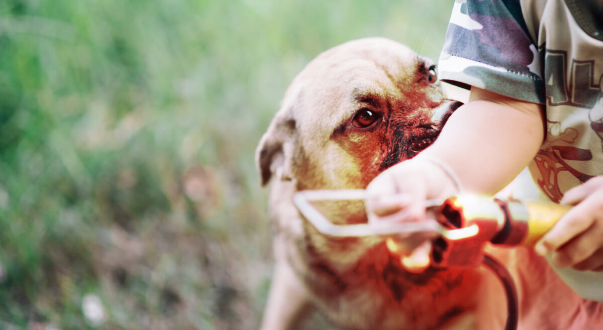 Χανιά: Με βαριά τραύματα 4χρονος μετά από δάγκωμα σκύλου