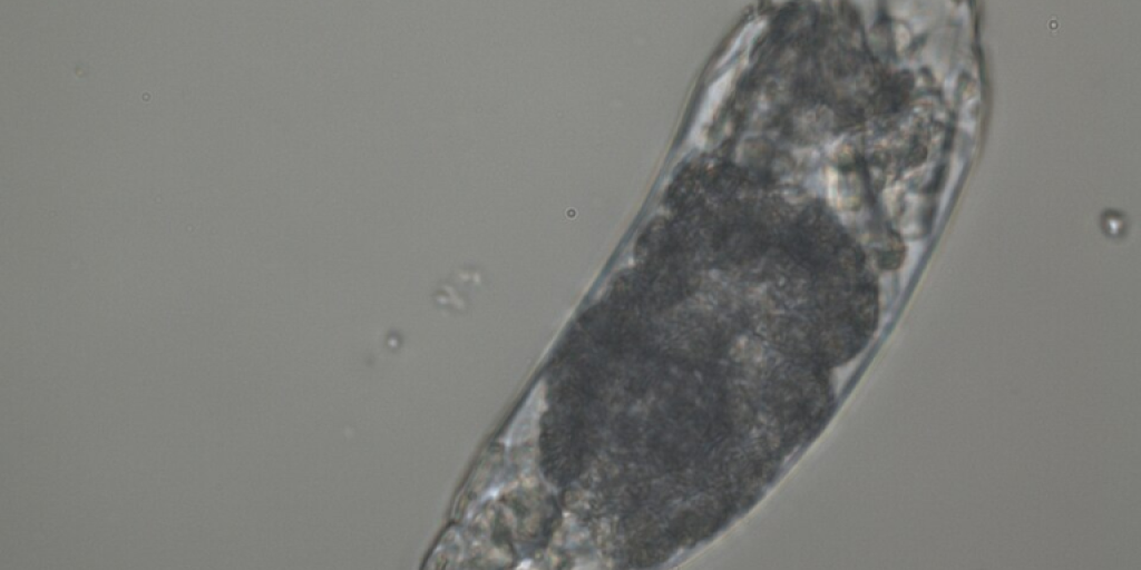 «Σκουλήκι ζόμπι » 24.000 ετών επανήλθε στη ζωή – και άρχισε να αναπαράγεται