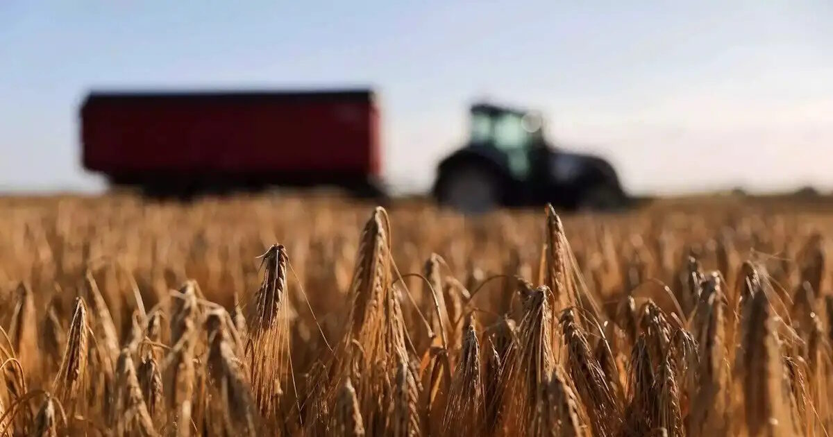 Ενισχύσεις για καλλιέργειες σιτηρών έως 115 ευρώ/εκτάριο