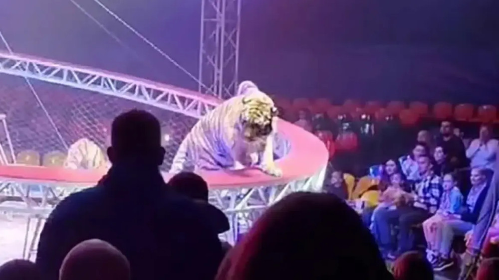 Τρόμος σε τσίρκο στη Ρωσία: Τίγρης βγήκε από το προστατευτικό δίχτυ και πήγε… βόλτα στις κερκίδες