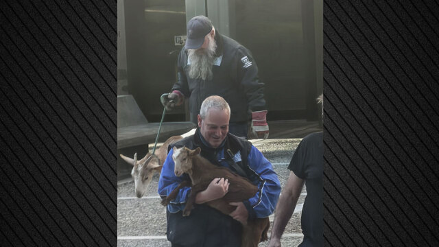 ΣΟΚ: Κατσίκες, κότες, πάπιες σε ταράτσα στους Αμπελόκηπους!