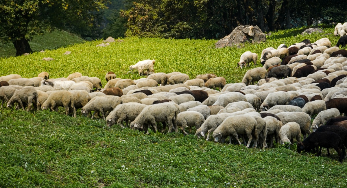 Νεκρά πρόβατα εντοπίστηκαν σε πλαγιά στην Πτελέα Κοζάνης – Συναγερμός στις αρχές