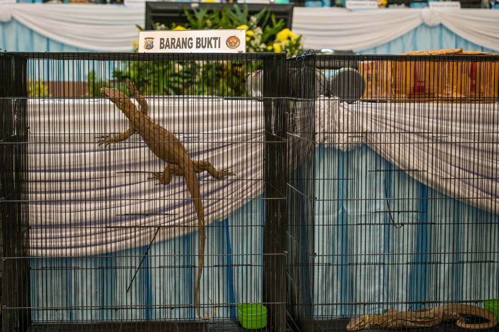 Ινδονησία: Συλλήψεις για διακίνηση Δράκων του Κομόντο