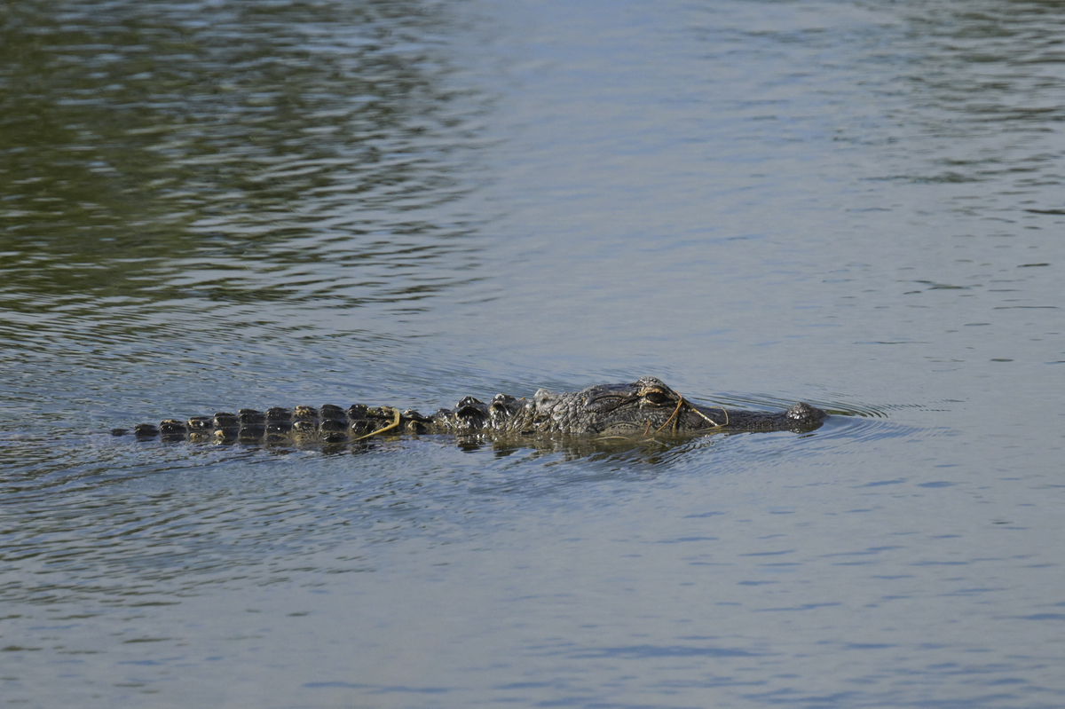 Κτηνωδία στη Γαλλία: Κροκόδειλος βρέθηκε νεκρός δεμένος με αλυσίδες και βαρίδια, μέσα σε υπνόσακο