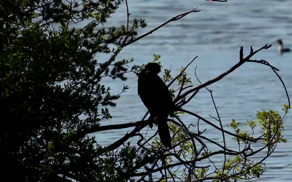 Καστοριά: Οι λαγγόνες επέστρεψαν μετά από χρόνια