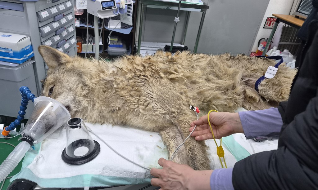 Λύκος που δραπέτευσε από ζωολογικό κήπο και έσπειρε τον πανικό στη Νότια Κορέα αιχμαλωτίστηκε ξανά μετά από εννιά μέρες