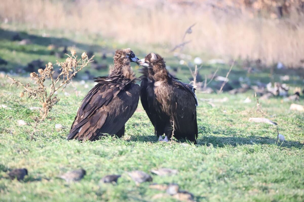 Έβρος: Δάσος Δαδιάς και Μαυρόγυπας το θέμα του 21ου Νηπιαγωγείου Σταυρούπολης σε Πανελλήνιο Διαγωνισμό Ρομποτικής