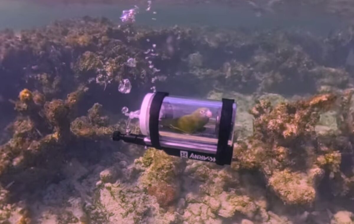 Παπαγάλος εξερευνά τον βυθό στις Μπαχάμες με μίνι υποβρύχιο – Δείτε βίντεο