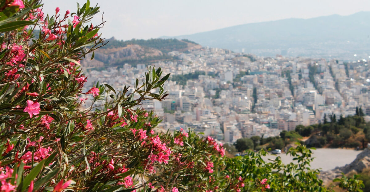 Τοξικότητα και κίνδυνοι από το φυτό πικροδάφνη – Τι προτείνει ο ΕΟΔΥ για την προστασία των παιδιών
