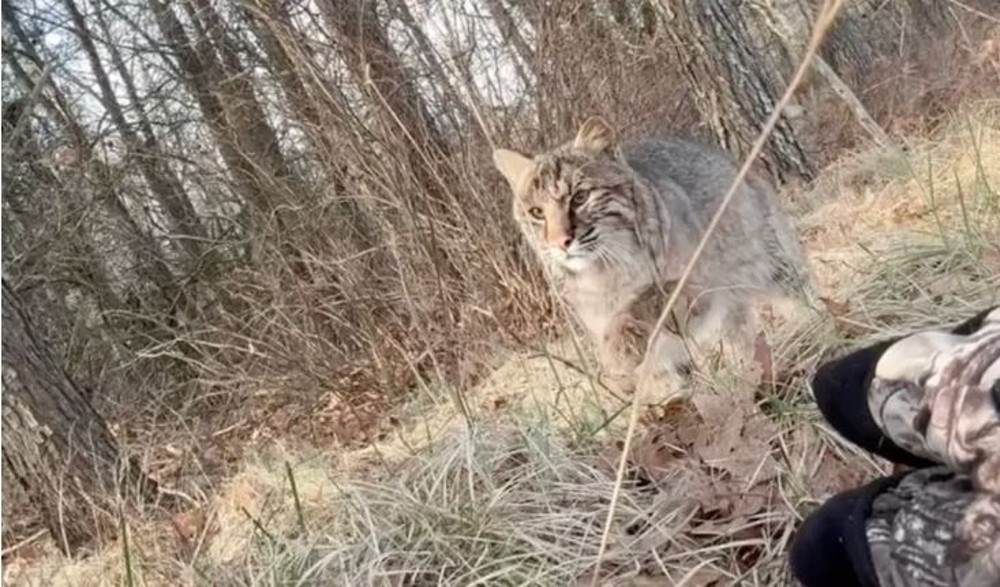 ΗΠΑ: Κυνηγός έγινε το θήραμα – Η στιγμή που έφηβος που κυνηγούσε γαλοπούλες δέχτηκε επίθεση από αγριόγατα