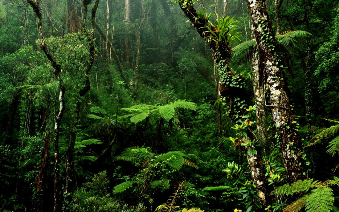 Τροπικά δάση: Επιβράδυνση της καταστροφής τους – Παραμένει όμως σε ανησυχητικά επίπεδα