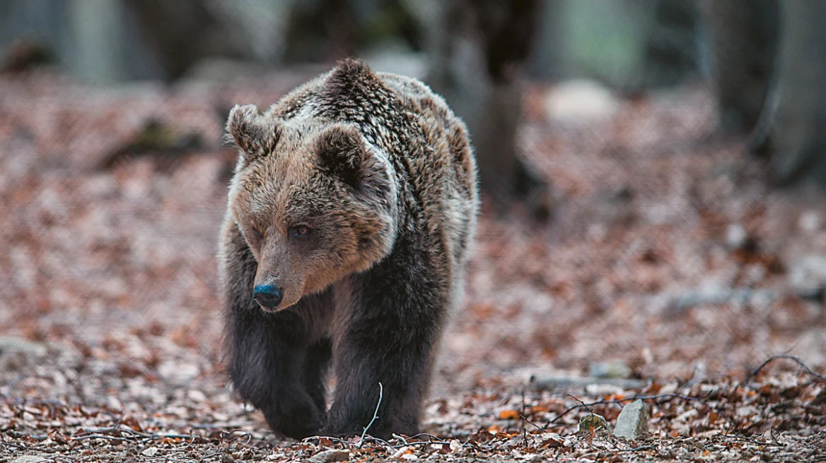 Ανησυχία στο Ωραιόκαστρο: Αρκούδα έκανε την εμφάνισή της σε κατοικημένες περιοχές, έκτακτη ανακοίνωση από τον Δήμο