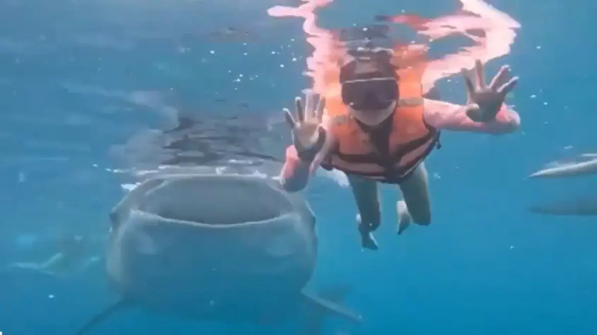 Κολυμβήτρια πόζαρε για υποβρύχια φωτογραφία στις Φιλιππίνες και της έκανε photobombing ένας… φαλαινοκαρχαρίας, δείτε βίντεο