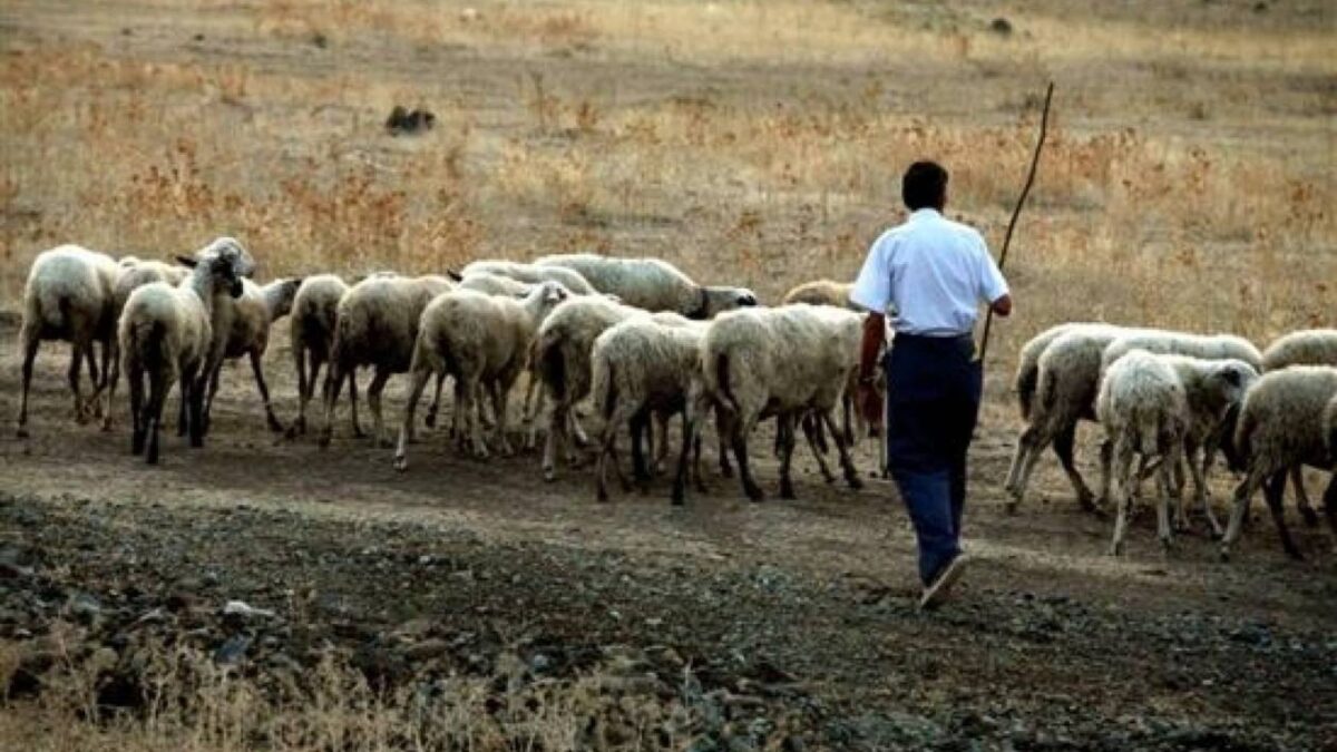 Σύλληψη βοσκού για παραβίαση των μέτρων για την ευλογιά των αιγοπροβάτων