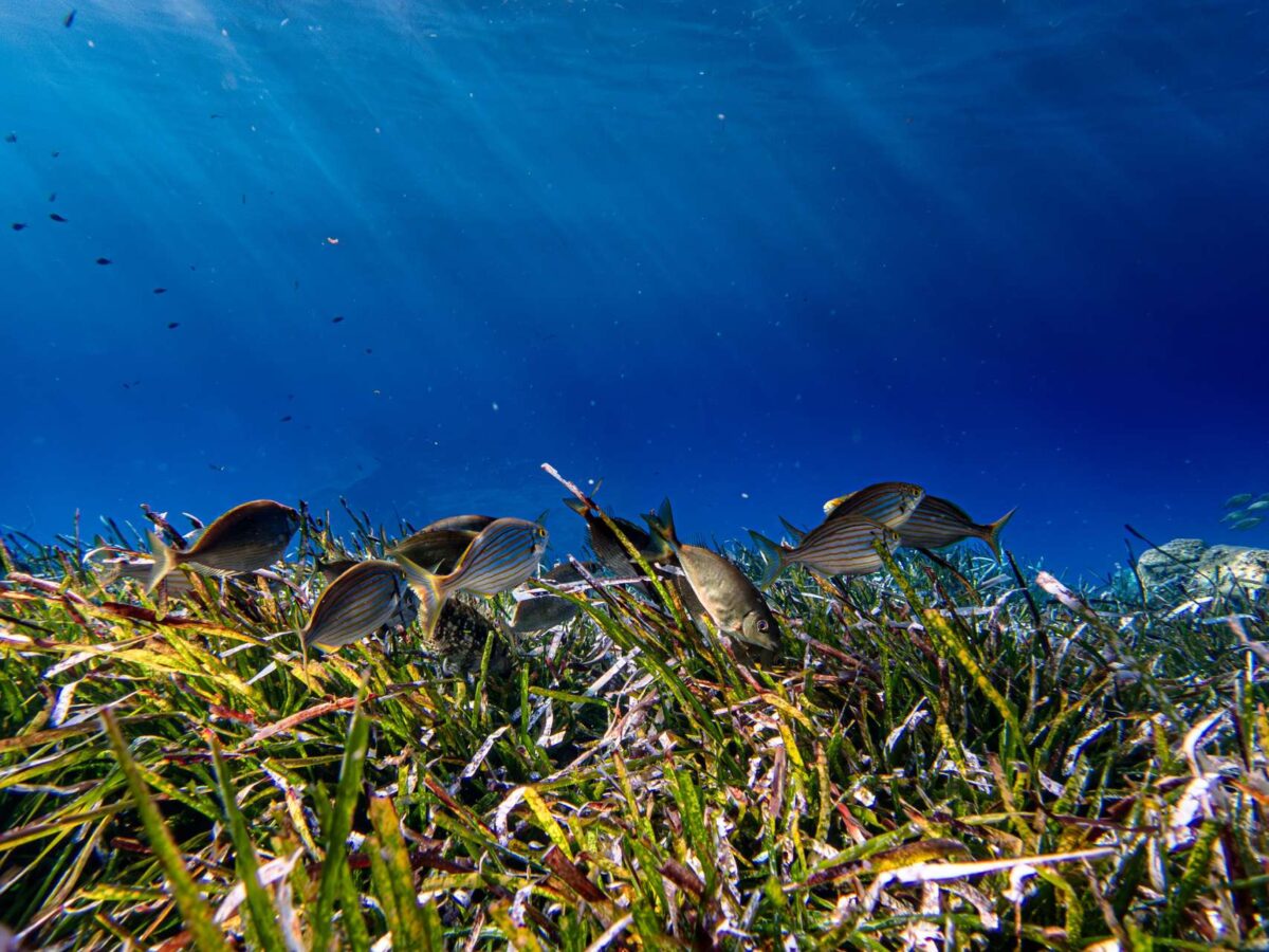 WWF: Η Μεσόγειος είναι μια από τις πιο επιβαρυμένες θάλασσες παγκοσμίως – Οδηγός για συνειδητές διατροφικές επιλογές