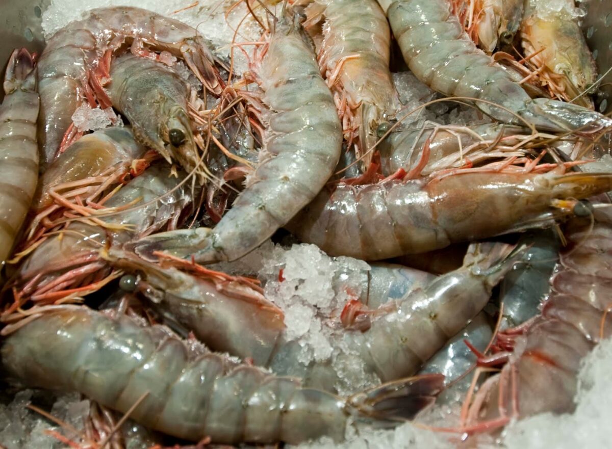 Σοκ: Ιός από γαρίδες και ψάρια τυφλώνει άνθρωπο.  «Νέο σύνορο μολυσματικών ασθενειών»