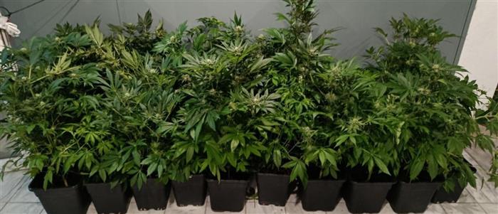 Καλαμάτα: Δενδρύλλια κάνναβης σε λατομείο, κλοπές, συλλήψεις και κατασχέσεις