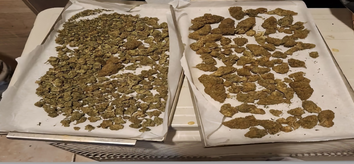 Λάρισα: 22χρονος είχε μετατρέψει το σπίτι του σε εργαστήριο κάνναβης . Κατασχέθηκαν 1,6 κιλά.