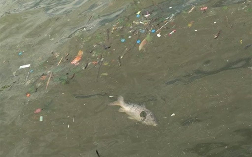 Παμβώτιδα: Νεκρά ψάρια στο αστικό παραλίμνιο μέτωπο