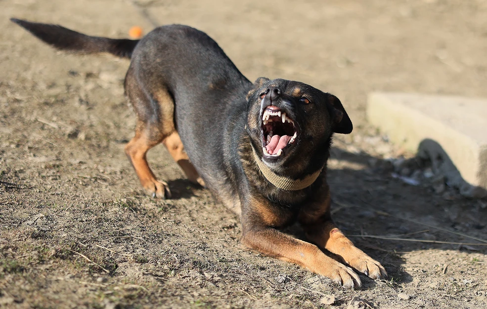 Σκύλος δάγκωσε παιδί 2 ετών στο κεφάλι