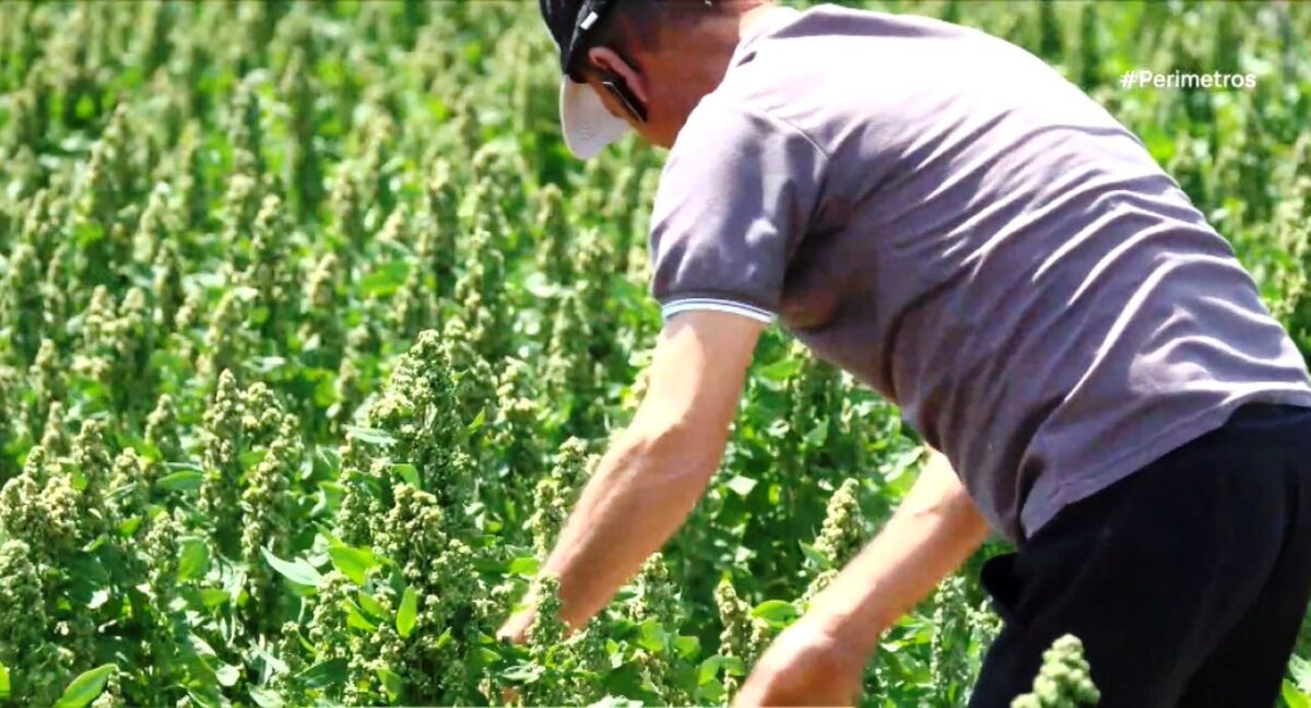 Κινόα- Μια εναλλακτική καλλιέργεια με μικρές απαιτήσεις σε νερό
