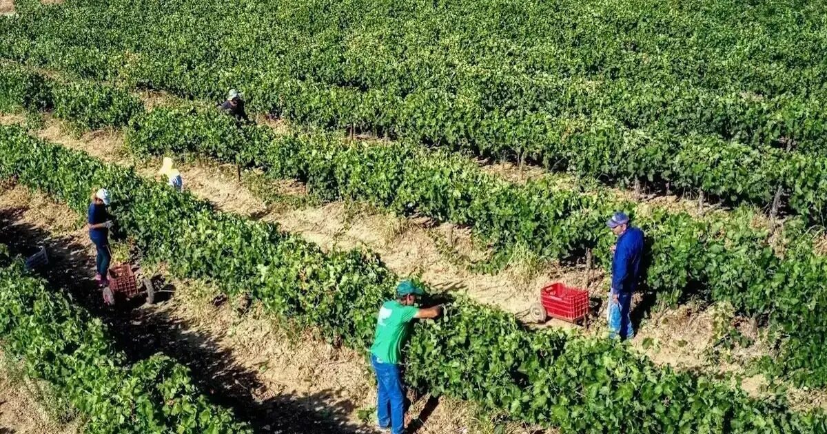 AAΔΕ: Ζητά επιστροφή αγροτικών ενισχύσεων 16,3 εκατ. ευρώ για το έτος 2023