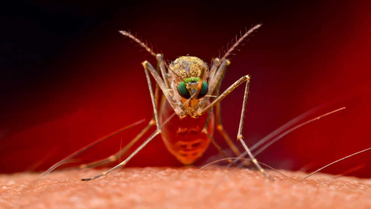 Chikungunya: Η κλιματική αλλαγή διευκολύνει τη μετάδοση του ιού σε Βόρεια Αμερική και Ευρώπη