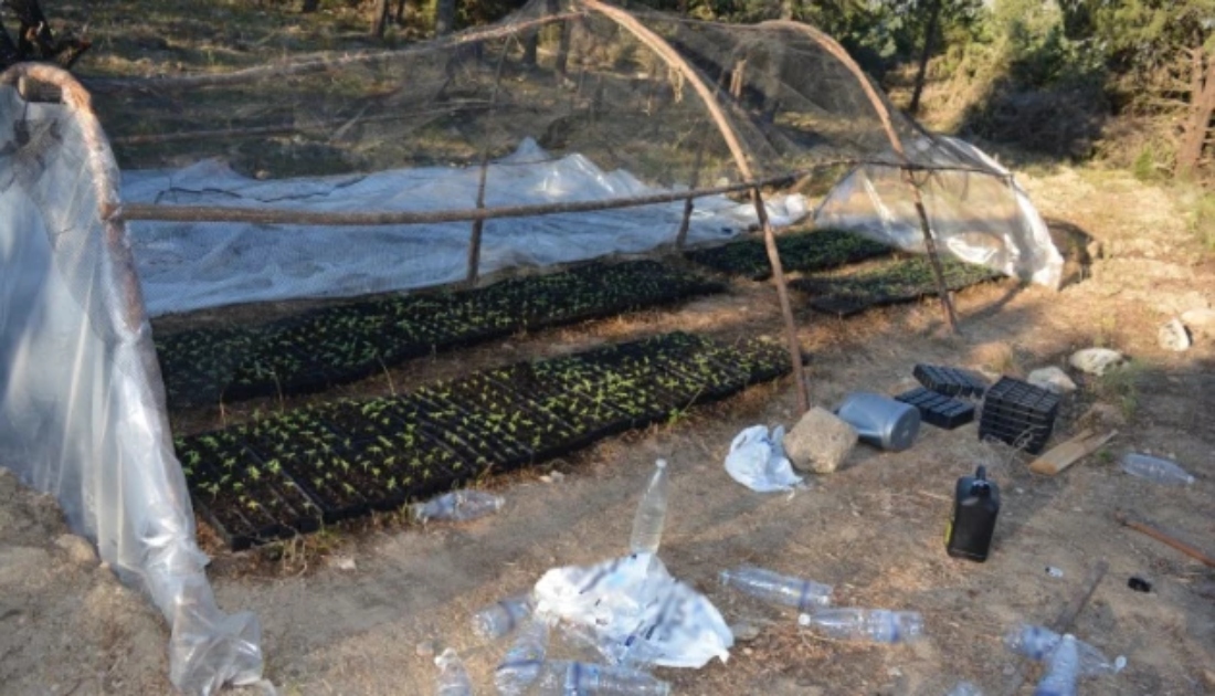 Χανιά: Φυτεία «μαμούθ» με 1330 δενδρύλλια  κάνναβης – Τέσσερις συλλήψεις