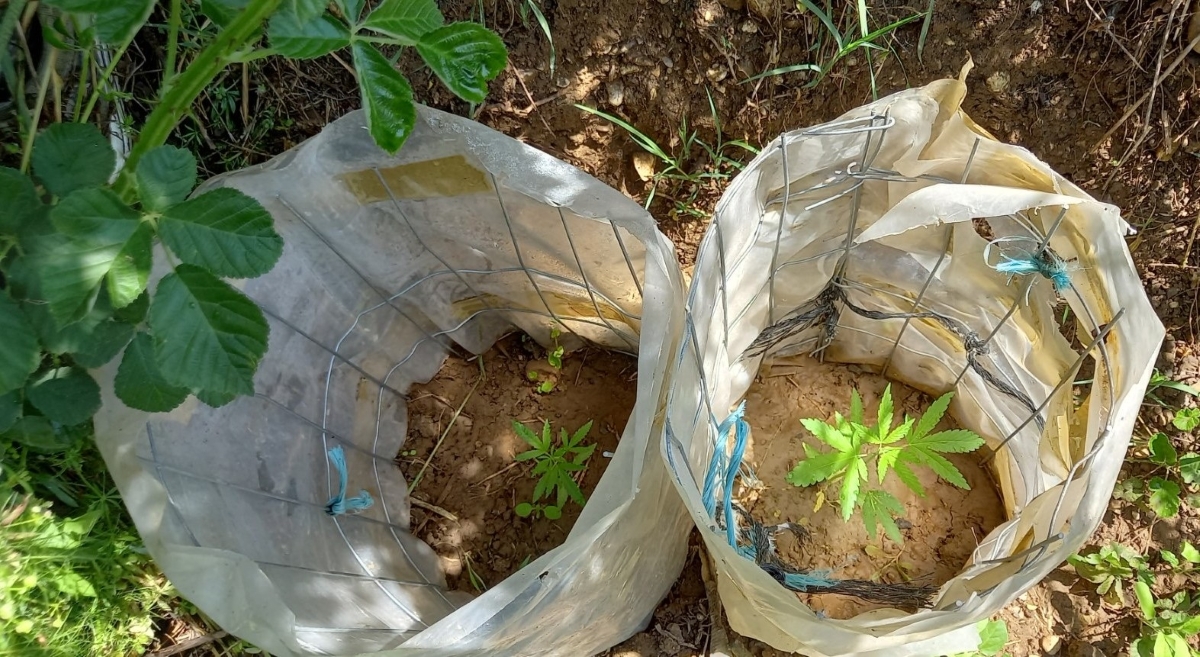 Συλλήψεις 35 ατόμων στην Περιφέρεια της Πελοποννήσου