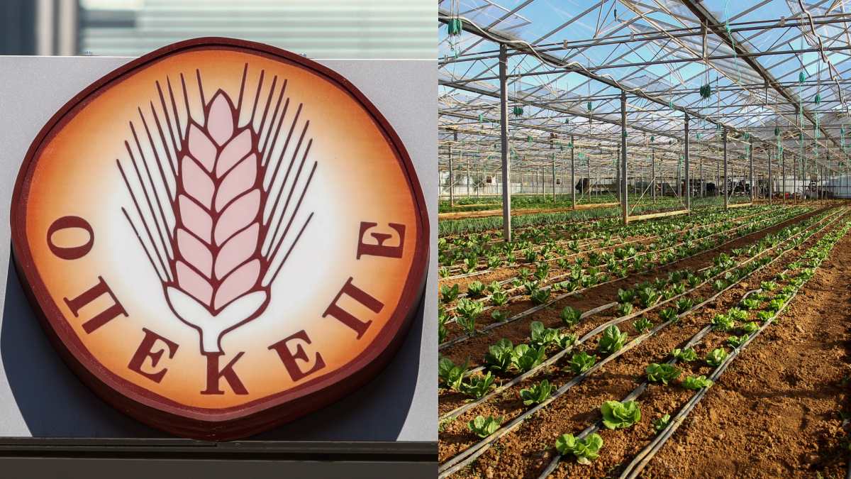 Ελεύθεροι οι πρώτοι 12 κατηγορούμενοι για τις παράνομες επιδοτήσεις του ΟΠΕΚΕΠΕ στην Κρήτη