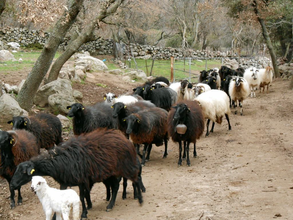 Ευλογιά αιγοπροβάτων: Πάνω από 60.000 αστυνομικοί έλεγχοι και 109 συλλήψεις από τον Οκτώβριο