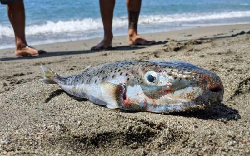 Λαγοκέφαλος – Οι κίνδυνοι και η προστασία – Τι πρέπει να γνωρίζουμε