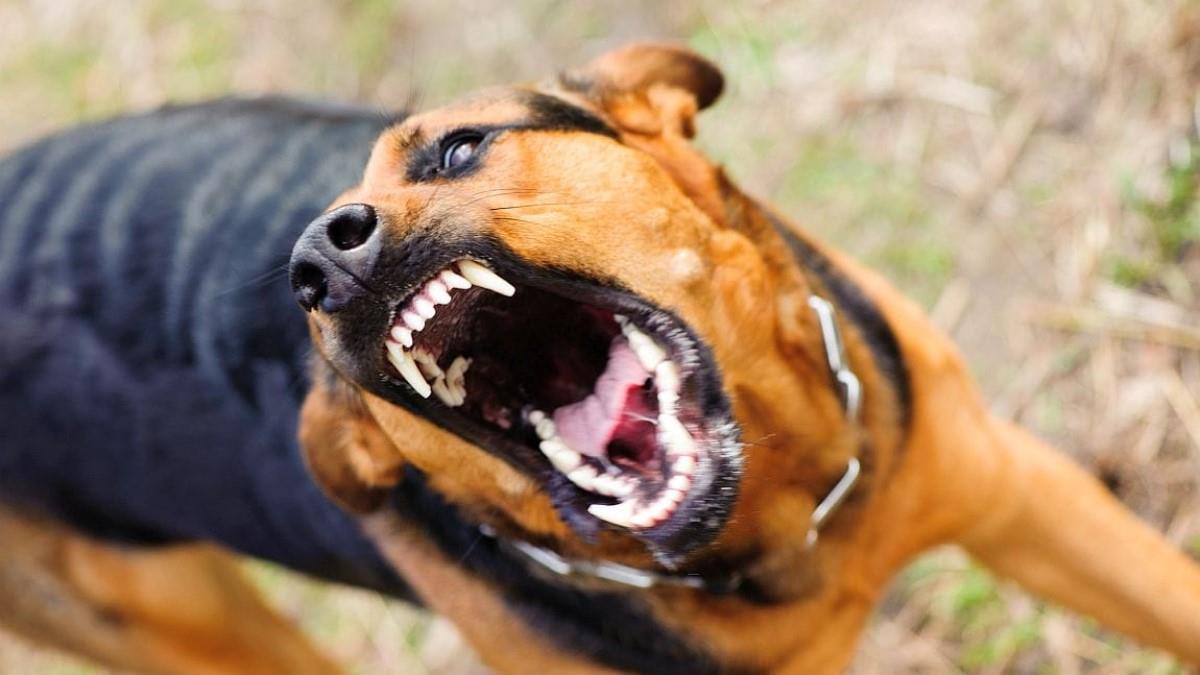 Βόλος – Αδέσποτος σκύλος δάγκωσε 6χρονο σε παιδική χαρά