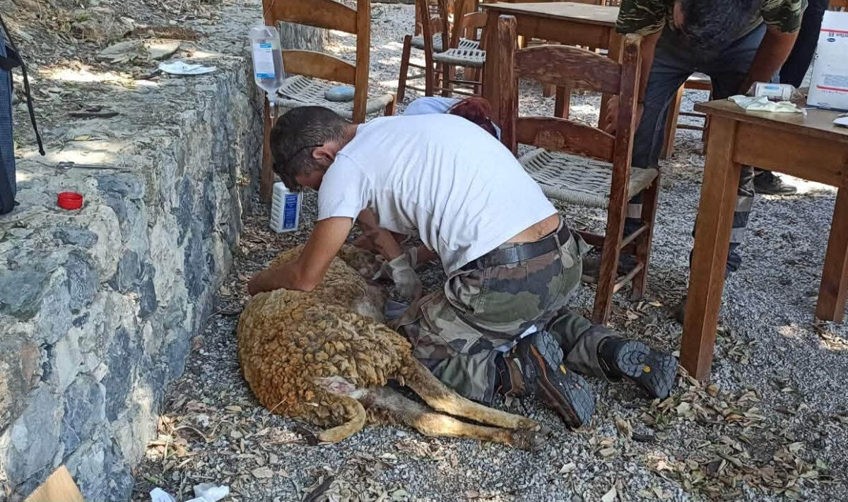 Ρέθυμνο: Ζώα επιβίωσαν από την κόλαση! Ποιοι τα σώζουν;