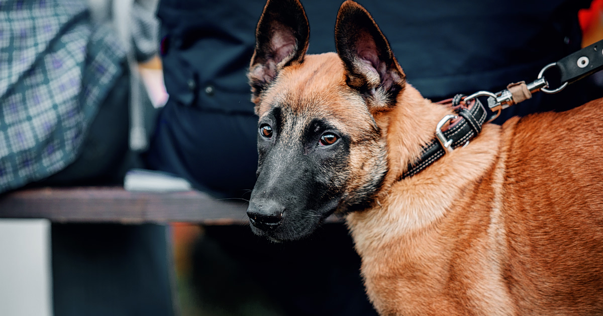 Anubis K9: Έξωση-σοκ! Το παρασκήνιο της Μονής Πεντέλης