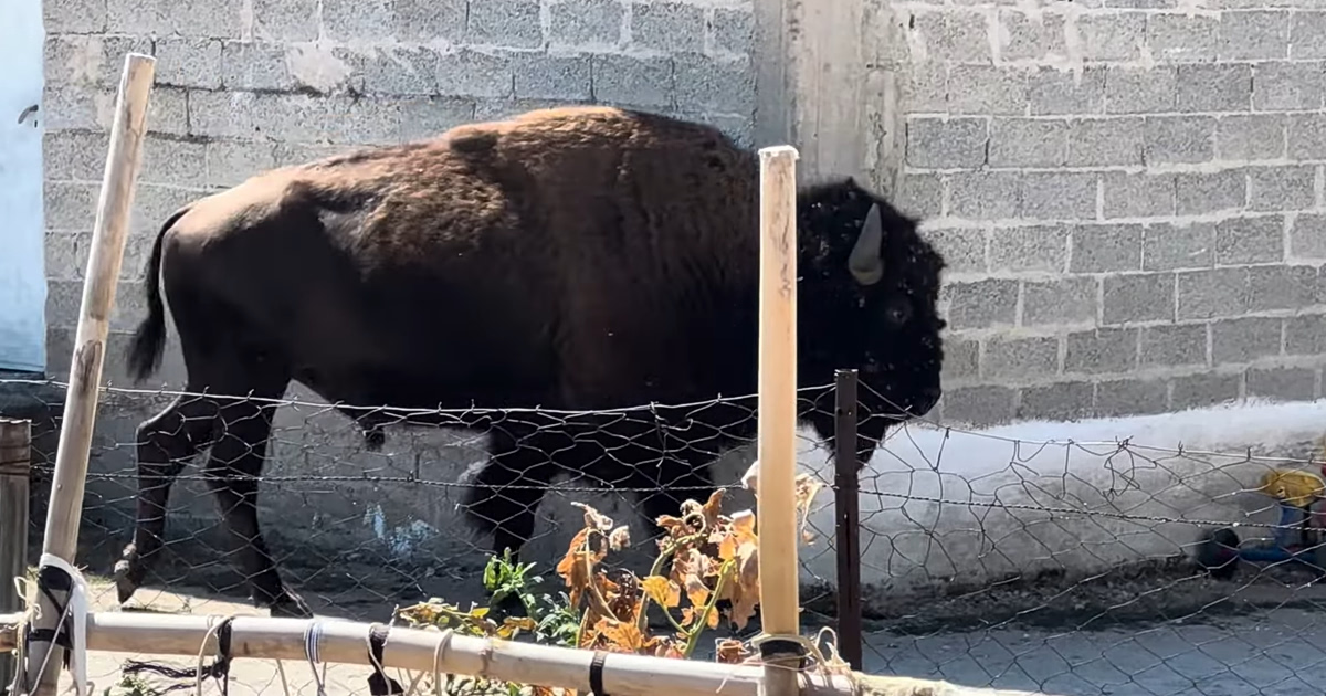 Τρίκαλα: Βίσονας στην αυλή! Η βόλτα που έγινε viral!