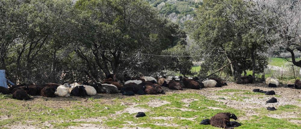 Θεομηνία στην Ήπειρο: Κεραυνός σκότωσε 88 πρόβατα στα Γιάννενα – Ανεμοστρόβιλος ισοπέδωσε κτηνοτροφική μονάδα στο Προδρόμι»