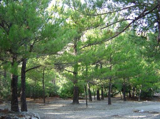 Μυτιλήνη: Νεκρός 45χρονος κυνηγός – Έπεσε σε βράχια, τον εντόπισε η αδελφή του